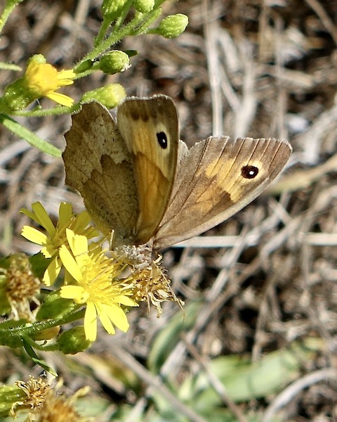 meadow brown